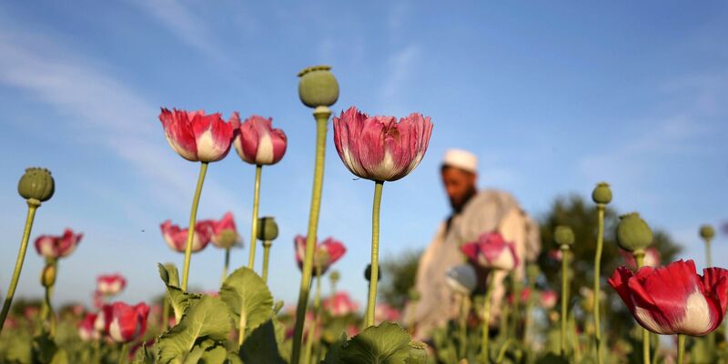 Rohopium wird aus Mohn hergestellt und dient als Basis für die Herstellung von Heroin. - Foto: Rahmat Gul/AP/dpa