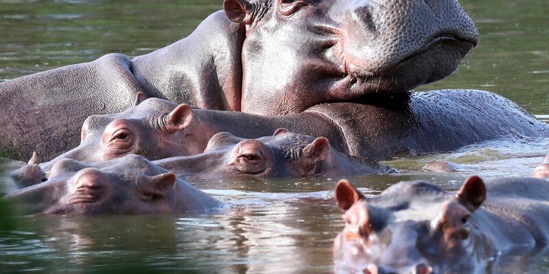 Flusspferde schwimmen in der Lagune im Hacienda Napoles Park - dem ehemaligen Privatanwesen des Drogenbarons Escobar, der vor Jahrzehnten drei weibliche und ein männliches Nilpferd importierte. - Foto: Fernando Vergara/AP