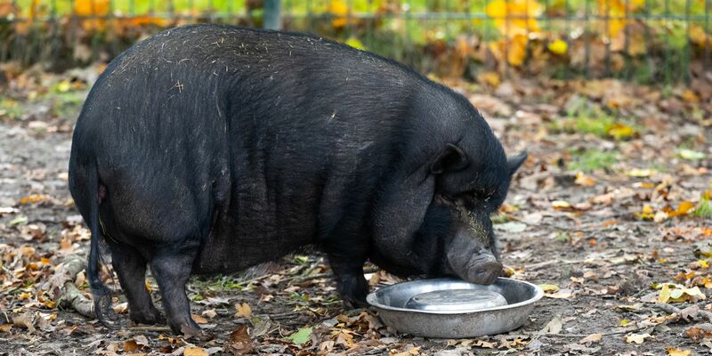 Minischweine werden bei Sabine Bracker auf dem Gnadenhof bei Ebstorf im Landkreis Uelzen häufig abgeben. - Foto: Philipp Schulze/dpa
