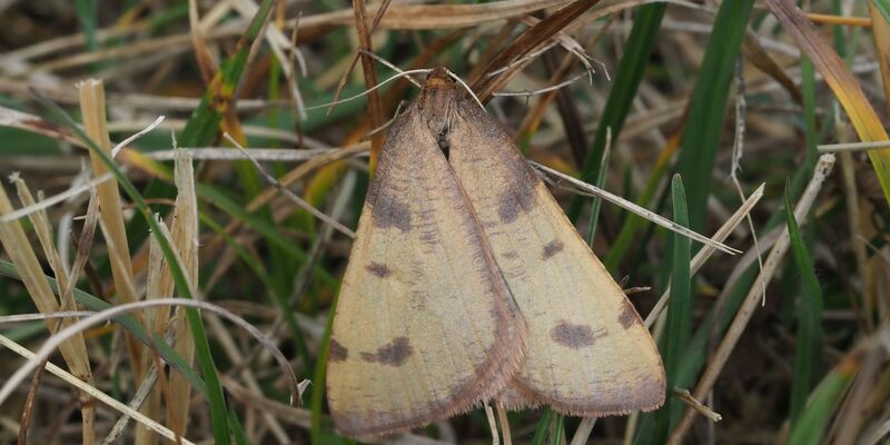 Nach 86 Jahren haben Schmetterlingsforscher eine seltene Schmetterlingsart wiederentdeckt. - Foto: Robert Trusch/Naturkundemuseum Karlsruhe/dpa