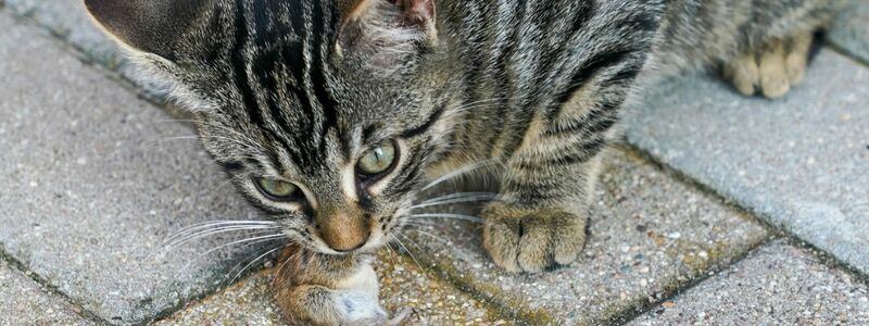 Eine junge Katze mit ihrer Beute - einer Maus. - Foto: Peter Endig/dpa-Zentralbild/dpa