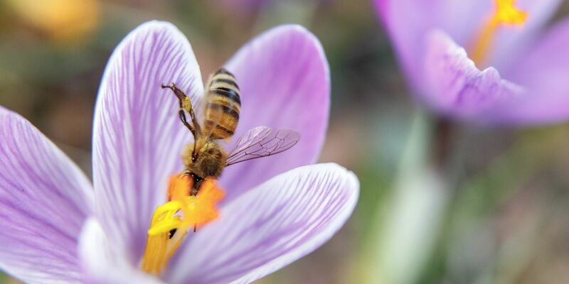 Einen Tag vor dem offiziellen Frühlingsbeginn sammelt eine Biene Nektar aus einer Krokusblüte. - Foto: Markus Scholz/dpa