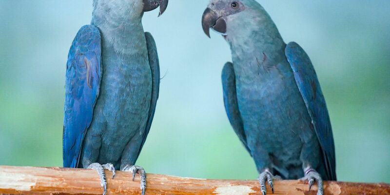 Spix-Aras (Cyanopsitta spixii) in einer Voliere. - Foto: Patrick Pleul/dpa-Zentralbild/ZB