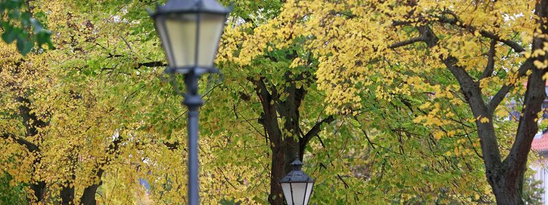 Herbstlich gefärbt sind die Bäume am Domplatz in Halberstadt, Sachsen-Anhalt. - Foto: Matthias Bein/dpa