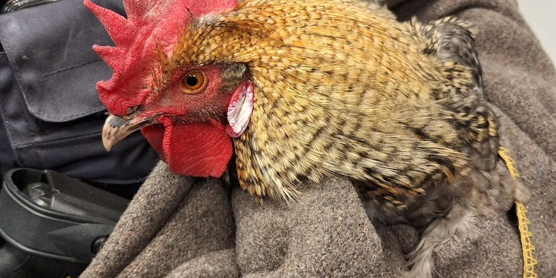 POL-HG: Auf Hahn folgt Hahn, Leitungswechsel bei der Polizeistation Bad Homburg, Bad Homburg, 19.01.2024 - Foto: presseportal.de