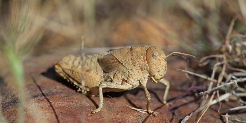 Die Crau-Schrecke (Prionotropis rhodanica) gehört zu den vom Aussterben bedrohten Arten. - Foto: Axel Hochkirch/Musée National d’Histoire Naturelle/dpa