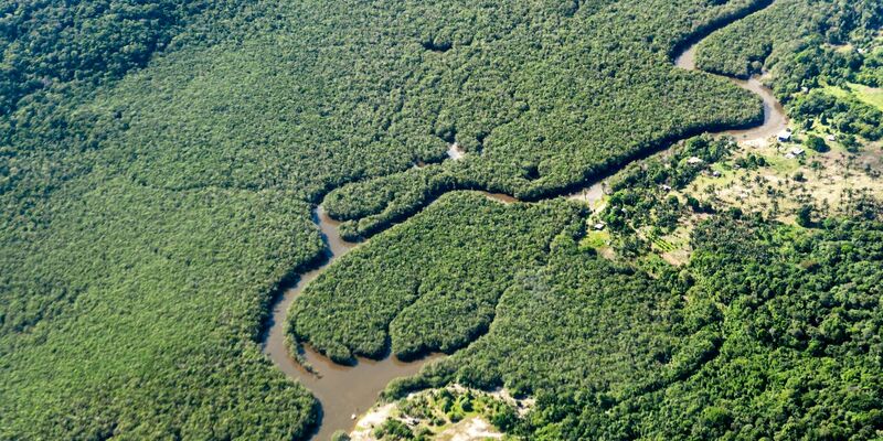 Der Amazonas-Regenwald wird als «grüne Lunge der Erde» bezeichnet, weil er große Mengen Kohlendioxid absorbiert und Sauerstoff produziert. (Archivbild) - Foto: Jens Büttner/dpa