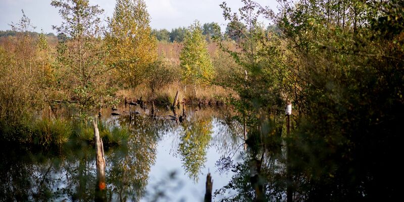 Moore sind wichtig für die Natur - wie hier die Diepholzer Moorniederung nahe der Ortschaft Heimstatt im Landkreis Diepholz in Niedersachsen. - Foto: Hauke-Christian Dittrich/dpa