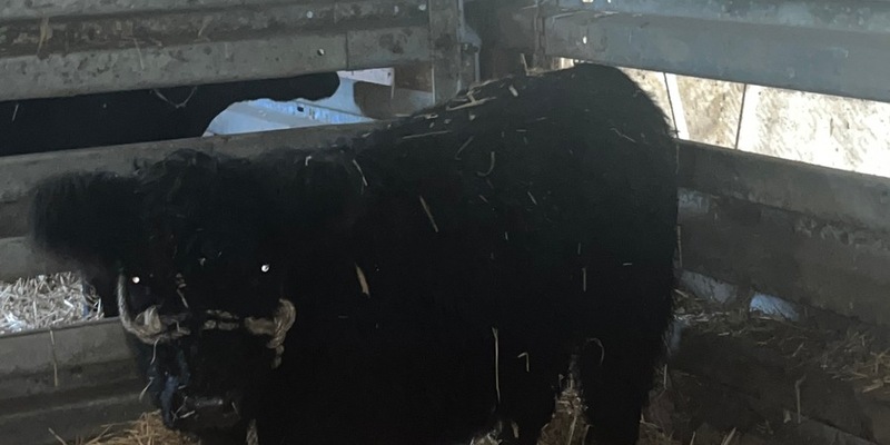 POL-ROW: ++ Foto vom entlaufenen Galloway-Rind ++ - Foto: presseportal.de