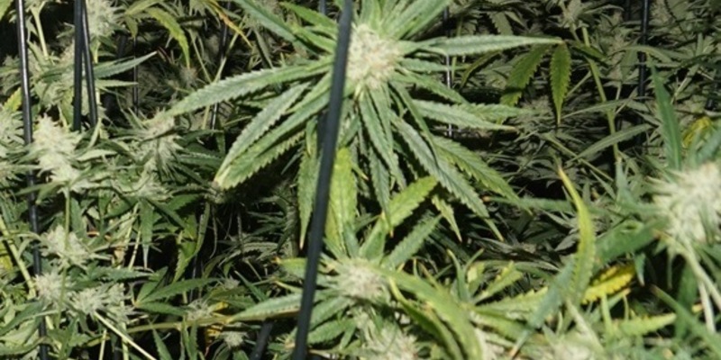 POL-MI: Polizei entdeckt Drogenplantage bei Hausdurchsuchung - Foto: presseportal.de