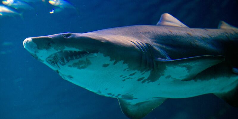 Um welche Hai-Art es sich handelte, ist noch unklar (Symbolbild). - Foto: Stefan Sauer/dpa