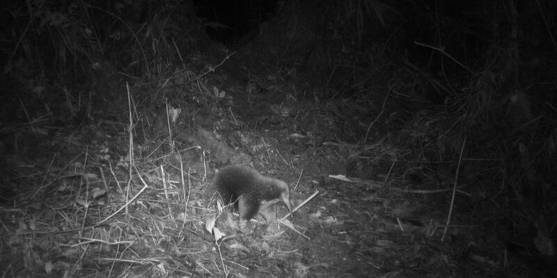 Ein Attenborough-Langschnabeligel ist in den Zyklopenbergen der indonesischen Provinz Papua vor die Linse einer Kamera gelaufen. - Foto: Cyclops Expedition/dpa