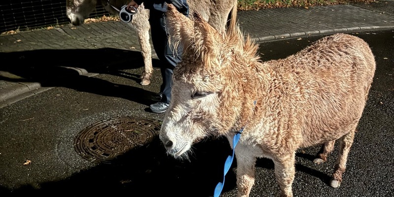 POL-PDPS: Zweibrücken - Mal was Anderes: Ausbrecher zur Nachtzeit unterwegs - Foto: presseportal.de