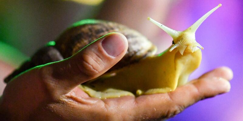 «Die sozialen Netzwerke sind voll von Fotos von Menschen, die Tiere mit ihrer Haut oder sogar ihrem Mund berühren», sagte eine Forscherin der Universität Lausanne. - Foto: Jens Kalaene/dpa-Zentralbild/dpa