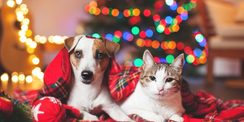 Ein Weihnachtsgeschenk für den geliebten Vierbeiner? So viel Budget planen Haustierbesitzende laut Weenect-Umfrage ein - Foto: presseportal.de