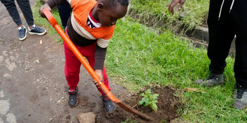 Auch er packt mit an: Der 5-jährige Tzuriel Kipngeno pflanzt in Nairobi einen Casaurina-Baum am Straßenrand. - Foto: Sayyid Abdul Azim/AP/dpa