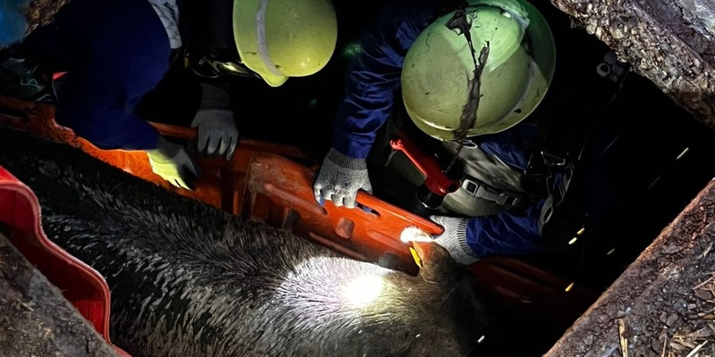 FW-WRN: TH_1 - LZ3 - Schwein in der Güllegrube - Foto: presseportal.de