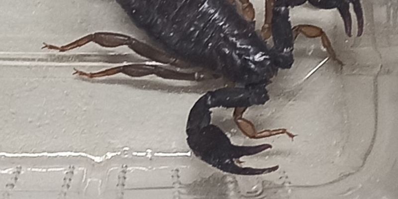 POL-AA: Rems-Murr-Kreis: Skorpion in Obhut genommen - Unfälle - Foto: presseportal.de