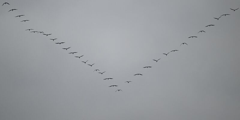Kraniche sind auf ihrem Flug in den Süden am grauen Himmel über Frankfurt zu sehen. - Foto: Arne Dedert/dpa