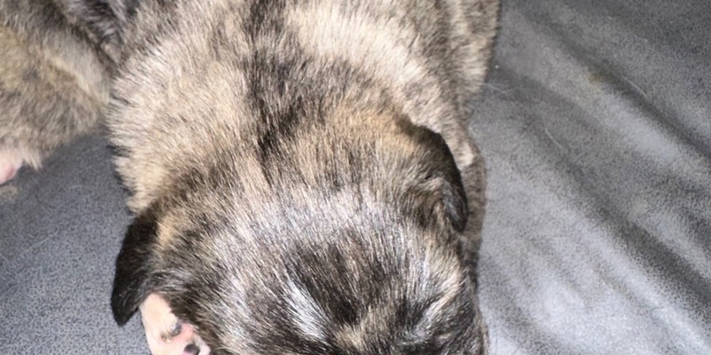 POL-OG: Appenweier- Hundewelpen entwendet, Zeugen gesucht - Foto: presseportal.de