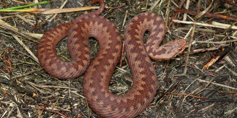Die Kreuzotter ist in Deutschland stark gefährdet und benötigt besonderen Schutz. - Foto: Axel Kwet/Deutsche Gesellschaft für Herpetologie und Terrarienkunde (DGHT e.V.)/dpa