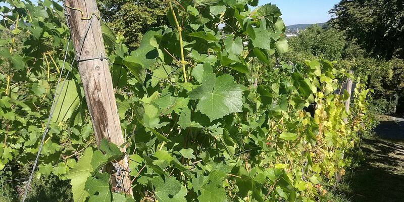 Weinstock (Archiv) - Foto: über dts Nachrichtenagentur