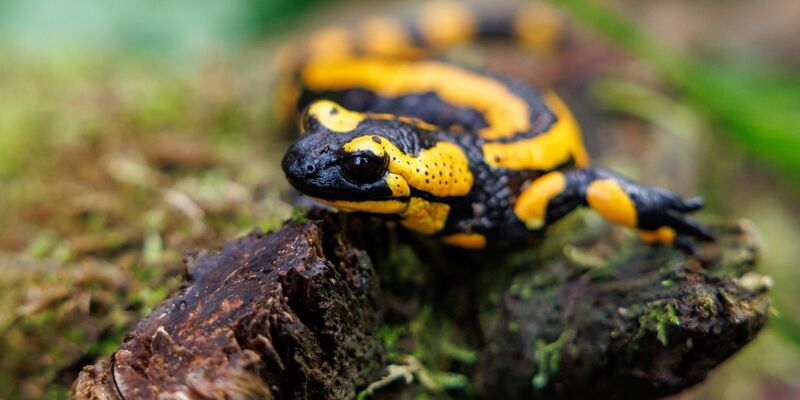Unter den Amphibien seien die Salamander die am stärksten bedrohte Gruppe. - Foto: Daniel Karmann/dpa