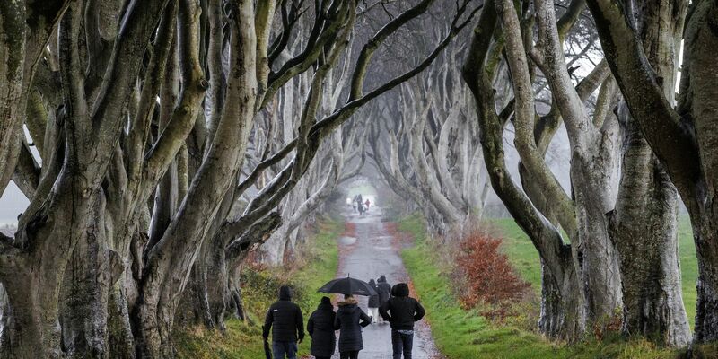Über Jahrhunderte haben die knorrigen Buchen ihr einmaliges Aussehen entwickelt. - Foto: Liam Mcburney/Press Association/dpa