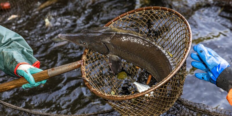 Ein Stör zappelt im Kescher (Archivbild). - Foto: Frank Hammerschmidt/dpa
