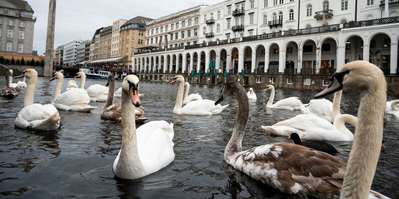 Schwäne schwimmen in einer Schleuse der Alster. Hamburgs Alsterschwäne kommen in ihr Winterquartier. - Foto: Daniel Bockwoldt/dpa