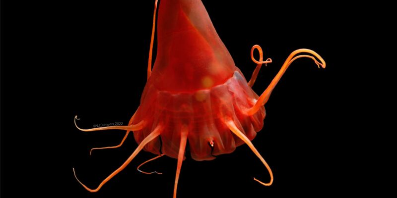 Eine Helmqualle (Periphylla periphylla) im Nordpazifik. - Foto: Vanessa Stenvers/Geomar/dpa