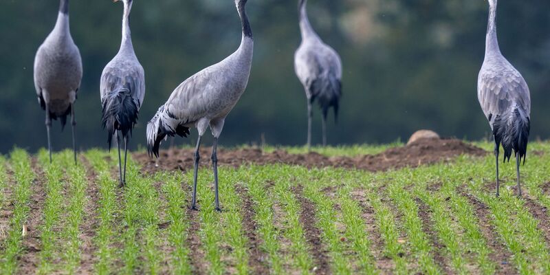 Der Naturschutzbund Deutschland (Nabu)  beobachtet ein verändertes Zugverhalten bei Kranichen. - Foto: Jens Büttner/dpa