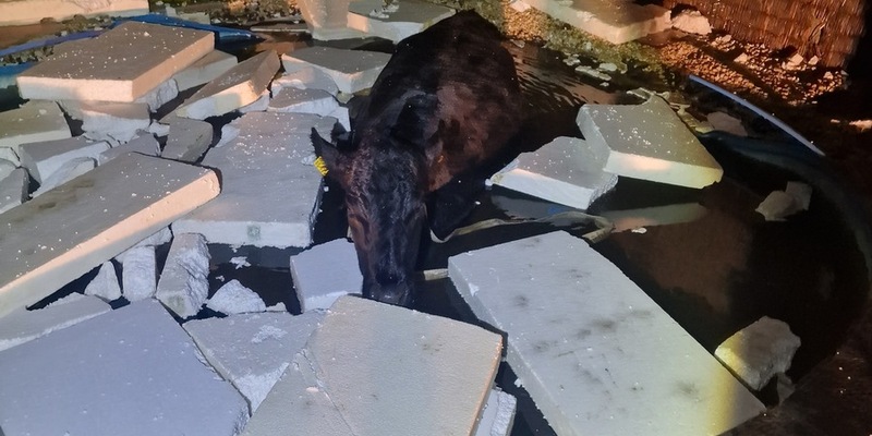 LPI-J: Da schwimmt eine Kuh im Pool - Foto: presseportal.de