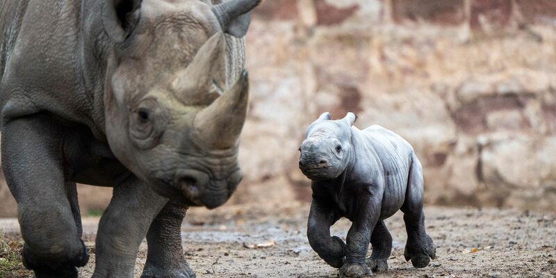 Das kleine Nashornjunge läuft neben seiner Mutter im Chester Zoo. - Foto: Chester Zoo/dpa