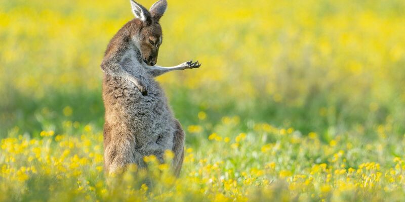 Rock The House: «Air Guitar Roo» von Jason Moore. - Foto: Jason Moore/Comedy Wildlife Awards 2023/dpa