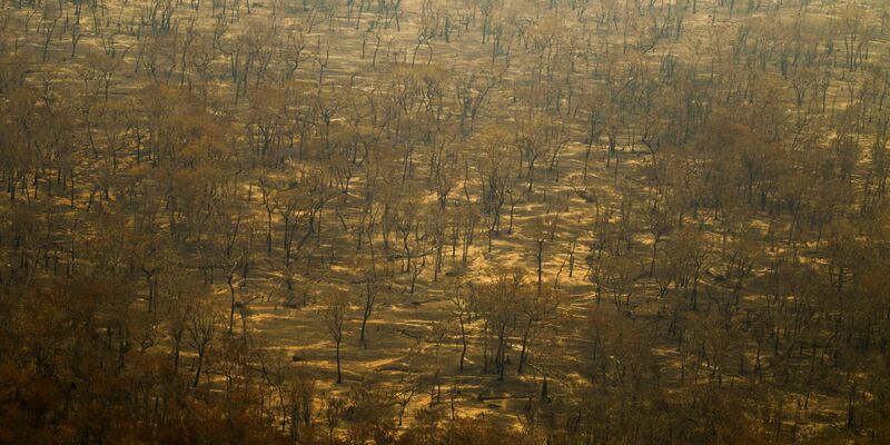 Verbrannte Bäume im Pantanal. - Foto: Joédson Alves/Agencia Brazil/dpa