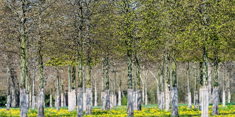 BdB begrüßt das Scheitern der SUR - Unwägbarkeiten für Sonderkultur Baumschule damit vom Tisch - Foto: presseportal.de