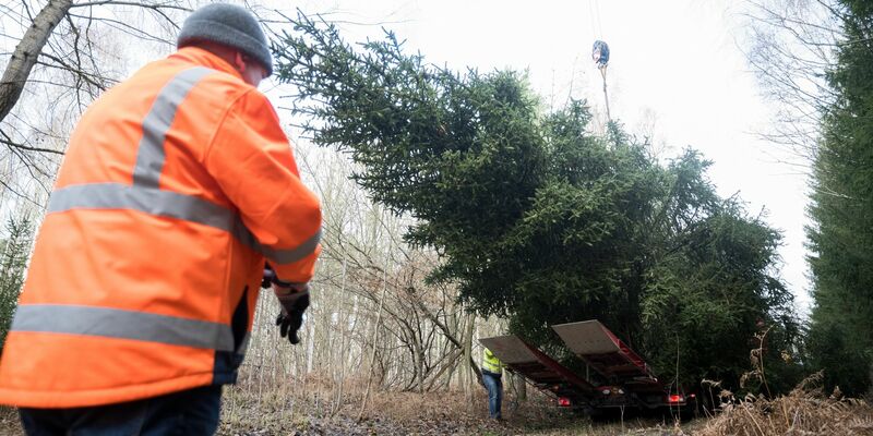 Der Weihnachtsbaum für das Bundeskanzleramt wird im Eberswalder Stadtwald auf einen Lastwagen geladen. - Foto: Sebastian Christoph Gollnow/dpa