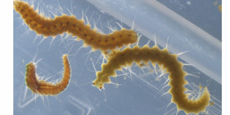 Megasyllis nipponica-Würmer können ihr Hinterteil ablösen. - Foto: Toru Miura/dpa