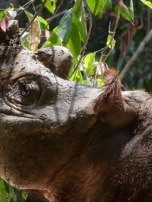 Aktivis hak-hak binatang di Indonesia merayakan kelahiran badak sumatera yang sangat langka.