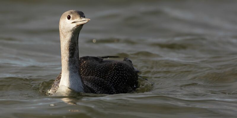 Der Sterntaucher (Gavia stellata) ist vom Naturschutzverein Jordsand zum Seevogel des Jahres 2024 gewählt worden. - Foto: Sven Sturm/Verein Jordsand/dpa