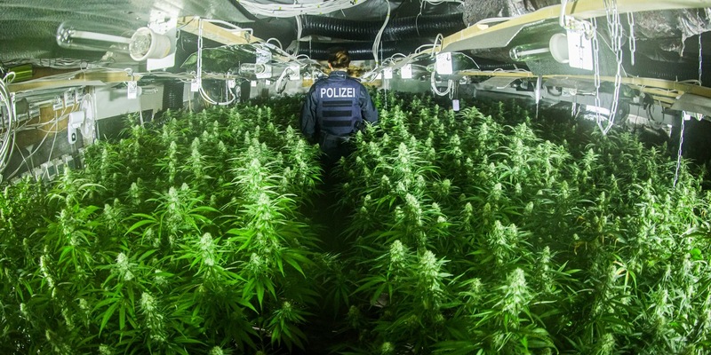 POL-GE: Zufallsfund in Schalke/Knapp 2000 Cannabispflanzen sichergestellt - Foto: presseportal.de