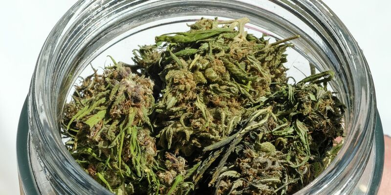 Im Eigenanbau soll die erlaubte Menge von 25 auf 50 Gramm getrocknetes Cannabis verdoppelt werden. - Foto: Jens Kalaene/dpa