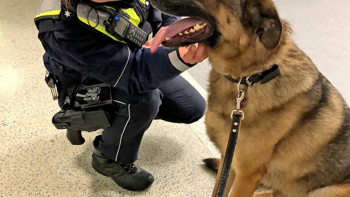 POL-MK: Kommissar Dex auf Abwegen - Foto: presseportal.de