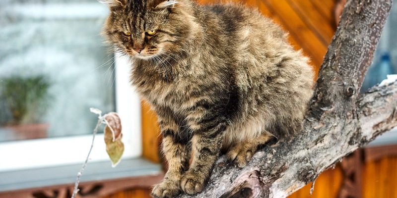 Hungrig und hyperaktiv: Katzen mit Schilddrüsenüberfunktion - Foto: presseportal.de