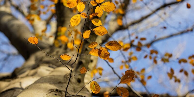 Ein Baum mit herbstlichem Laub im Stadtwald von Düsseldorf. - Foto: Rolf Vennenbernd/dpa