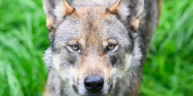 Ein Wolf steht im Gehege im Wisentgehege Springe. - Foto: Julian Stratenschulte/dpa