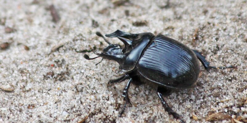Der Stierkäfer: der Name kommt von drei Hörnern, von denen die beiden äußeren wie beim Stier nach vorne gerichtet sind. - Foto: Patrick Urban/Senckenberg/dpa