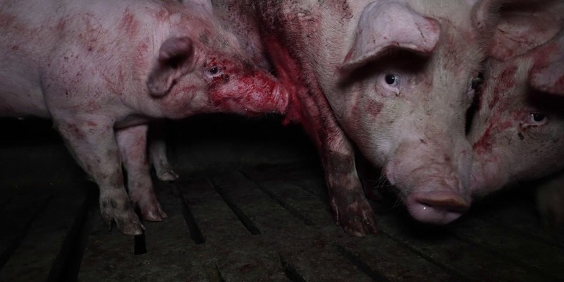 Lidls Schweine-Horror: Kannibalismus, Leid und Verwesung bei spanischem Lidl-Lieferanten - Foto: presseportal.de