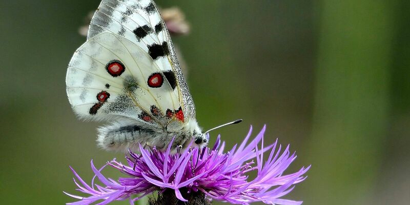Ein Mosel-Apollofalter (Männchen) auf einer Flockenblume. - Foto: Gerd Heupel/BUND/dpa